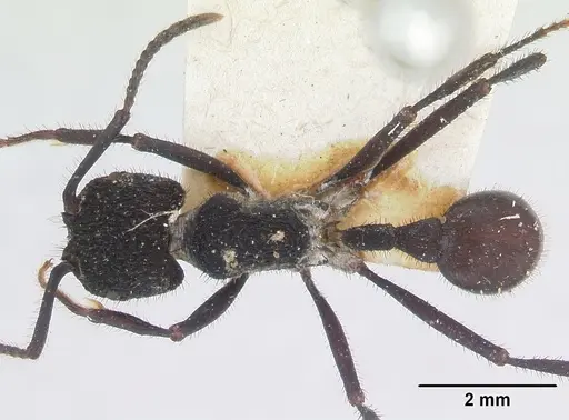 Pogonomyrmex mayri specimen CASENT0173358 image casent0173358_1
