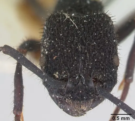 Pogonomyrmex mayri specimen CASENT0173358 image casent0173358_2
