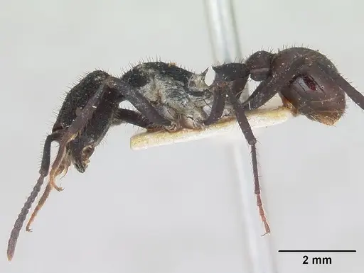 Pogonomyrmex mayri specimen CASENT0173358 image casent0173358_3