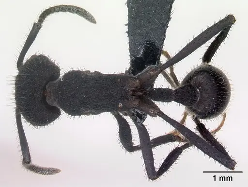 Pogonomyrmex mayri specimen CASENT0218756 image casent0218756_1