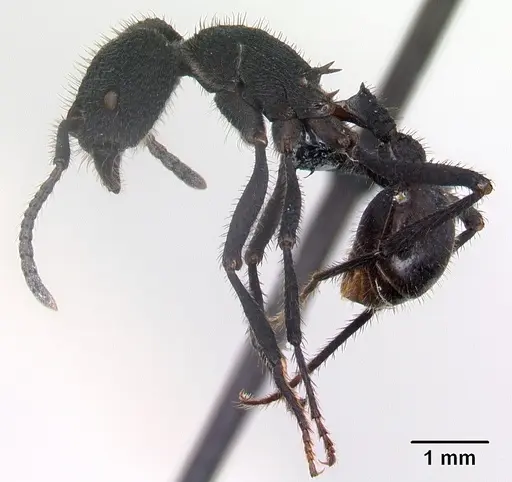 Pogonomyrmex mayri specimen CASENT0218756 image casent0218756_3
