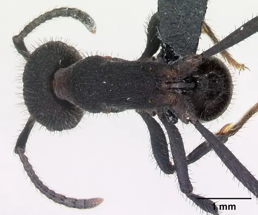 Pogonomyrmex mayri specimen CASENT0218757 image casent0218757_1