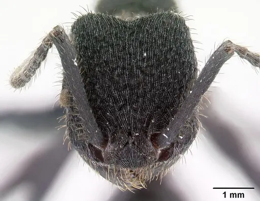Pogonomyrmex mayri specimen CASENT0218757 image casent0218757_2