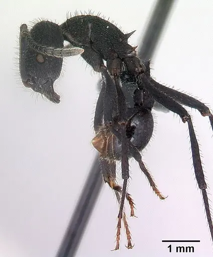 Pogonomyrmex mayri specimen CASENT0218757 image casent0218757_3