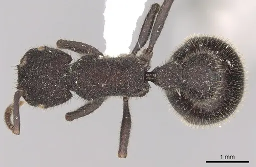 Pogonomyrmex mayri specimen CASENT0281109 image casent0281109_1