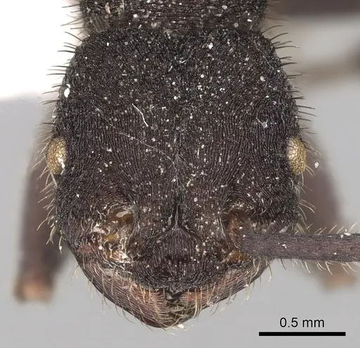 Pogonomyrmex mayri specimen CASENT0281109 image casent0281109_2