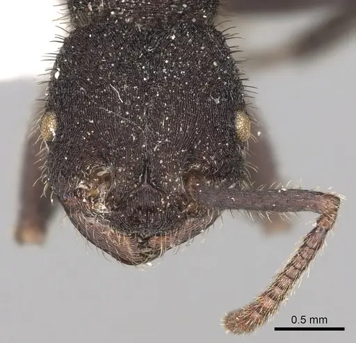 Pogonomyrmex mayri specimen CASENT0281109 image casent0281109_3