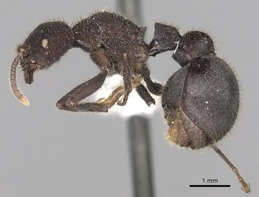 Pogonomyrmex mayri specimen CASENT0281109 image casent0281109_4