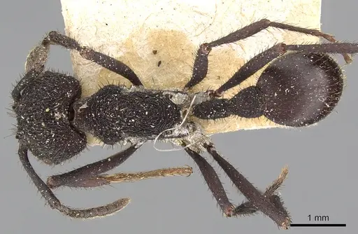 Pogonomyrmex mayri specimen CASENT0900389 image casent0900389_1