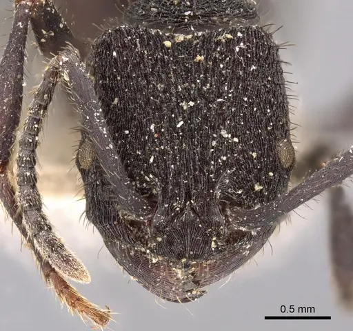 Pogonomyrmex mayri specimen CASENT0900389 image casent0900389_2