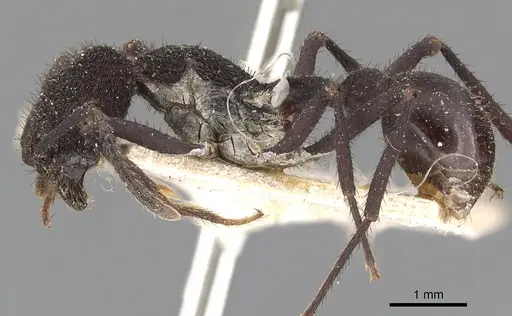 Pogonomyrmex mayri specimen CASENT0900389 image casent0900389_3