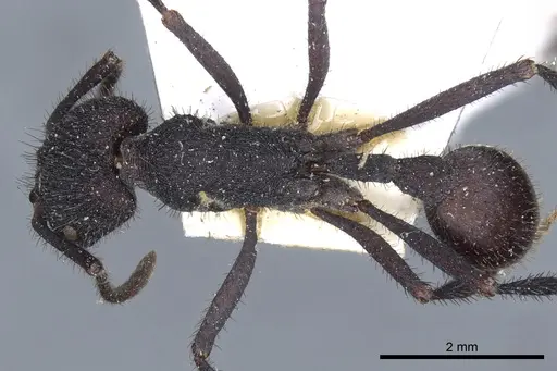 Pogonomyrmex mayri specimen CASENT0904119 image casent0904119_1