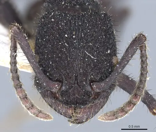 Pogonomyrmex mayri specimen CASENT0904119 image casent0904119_2