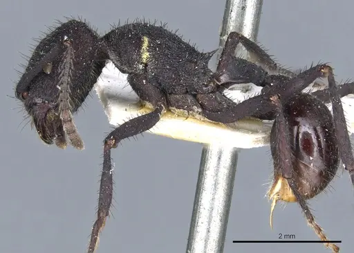 Pogonomyrmex mayri specimen CASENT0904119 image casent0904119_3