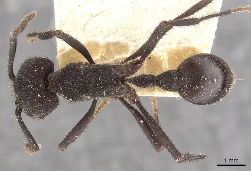 Pogonomyrmex mayri specimen CASENT0907675 image casent0907675_1