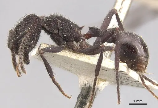 Pogonomyrmex mayri specimen CASENT0907675 image casent0907675_3
