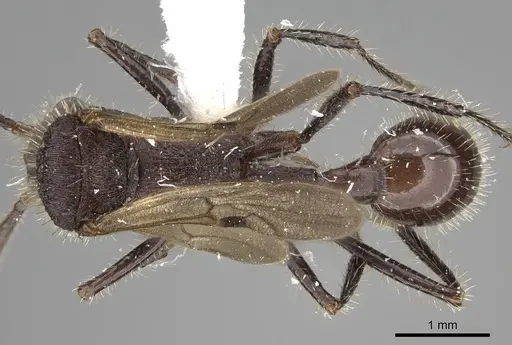 Pogonomyrmex mayri specimen CASENT0914119 image casent0914119_1