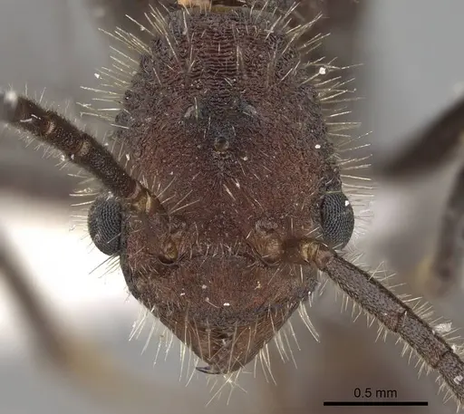 Pogonomyrmex mayri specimen CASENT0914119 image casent0914119_2