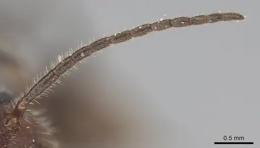 Pogonomyrmex mayri specimen CASENT0914119 image casent0914119_3