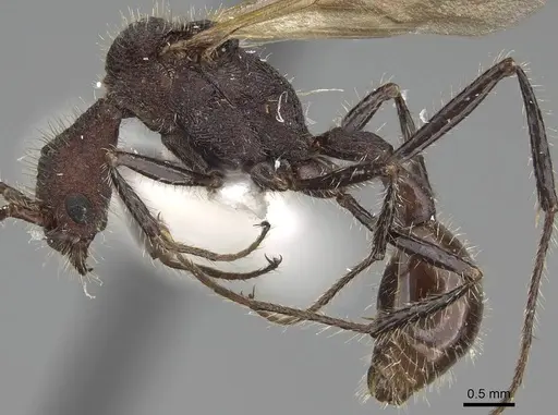 Pogonomyrmex mayri specimen CASENT0914119 image casent0914119_4