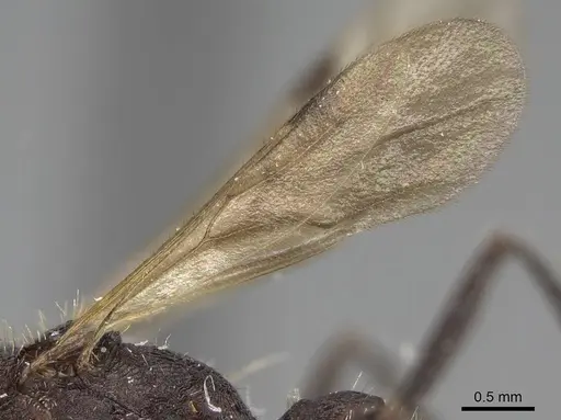 Pogonomyrmex mayri specimen CASENT0914119 image casent0914119_5