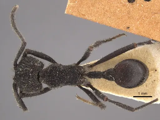 Pogonomyrmex mayri specimen CASENT0917748 image casent0917748_1