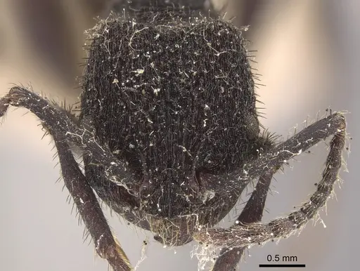 Pogonomyrmex mayri specimen CASENT0917748 image casent0917748_2