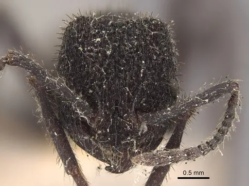 Pogonomyrmex mayri specimen CASENT0917748 image casent0917748_3
