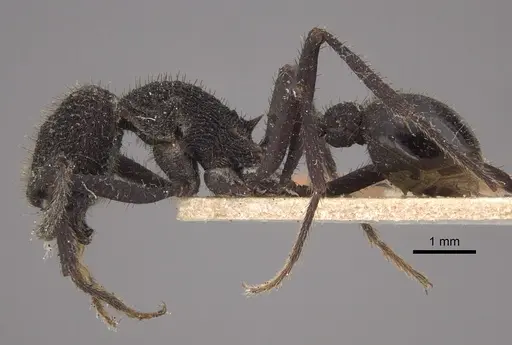 Pogonomyrmex mayri specimen CASENT0917748 image casent0917748_4