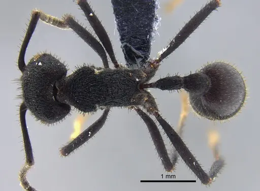 Pogonomyrmex mayri specimen CBUMAGENT41946 image cbumagent41946_1