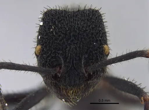 Pogonomyrmex mayri specimen CBUMAGENT41946 image cbumagent41946_2