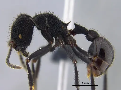Pogonomyrmex mayri specimen CBUMAGENT41946 image cbumagent41946_3