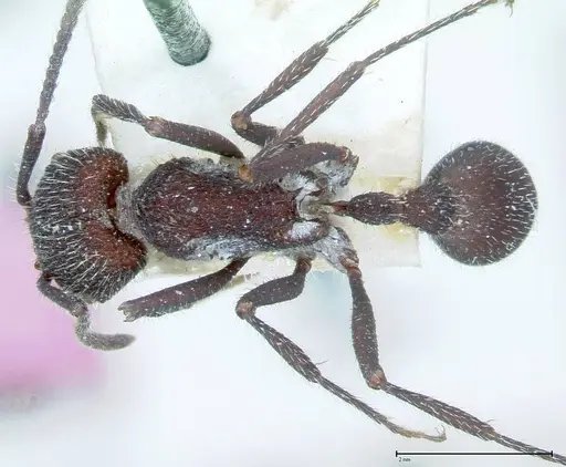 Pogonomyrmex mayri specimen FOCOL0054 image focol0054_1