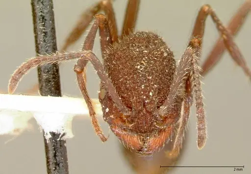 Pogonomyrmex mayri specimen FOCOL0054 image focol0054_2