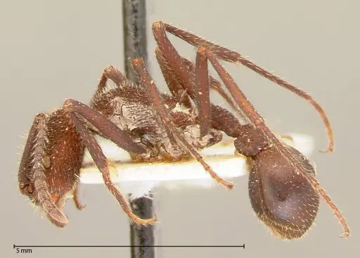 Pogonomyrmex mayri specimen FOCOL0054 image focol0054_3