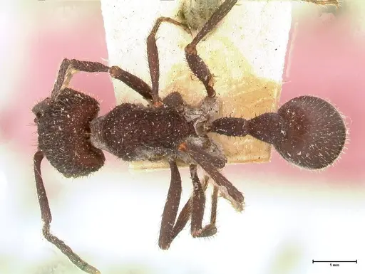 Pogonomyrmex mayri specimen FOCOL0689 image focol0689_1