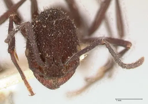 Pogonomyrmex mayri specimen FOCOL0689 image focol0689_2