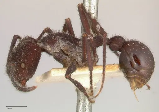 Pogonomyrmex mayri specimen FOCOL0689 image focol0689_3