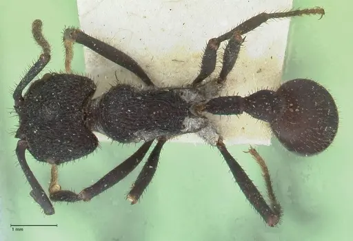 Pogonomyrmex mayri specimen FOCOL1214 image focol1214_1