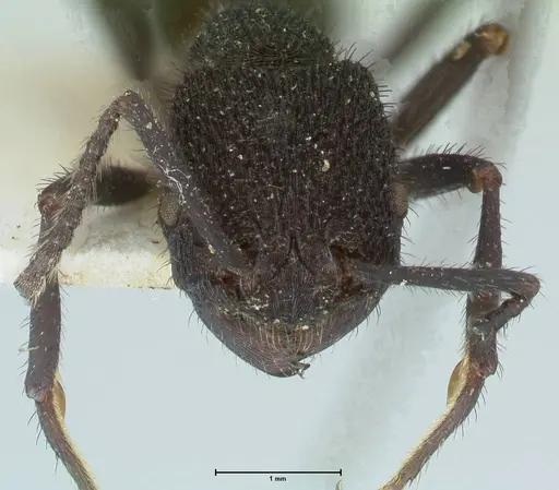 Pogonomyrmex mayri specimen FOCOL1214 image focol1214_2
