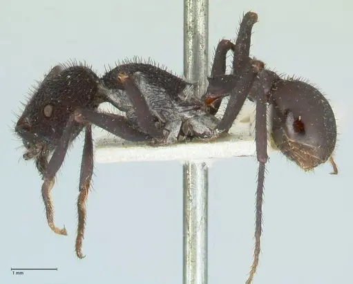 Pogonomyrmex mayri specimen FOCOL1214 image focol1214_3