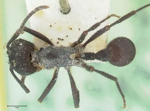 Pogonomyrmex mayri specimen FOCOL1215 image focol1215_1