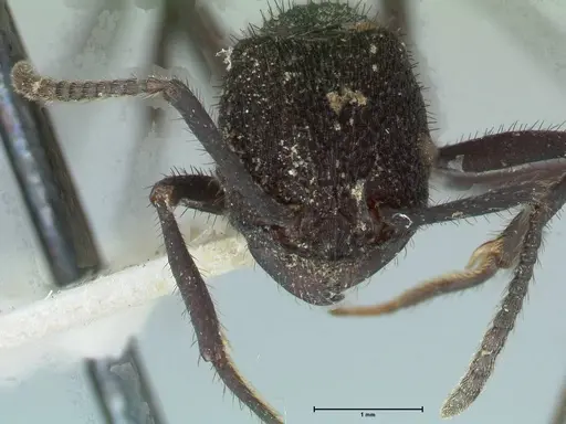 Pogonomyrmex mayri specimen FOCOL1215 image focol1215_2