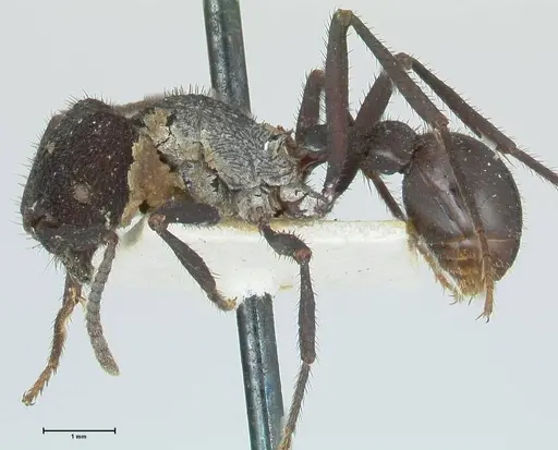 Pogonomyrmex mayri specimen FOCOL1215 image focol1215_3