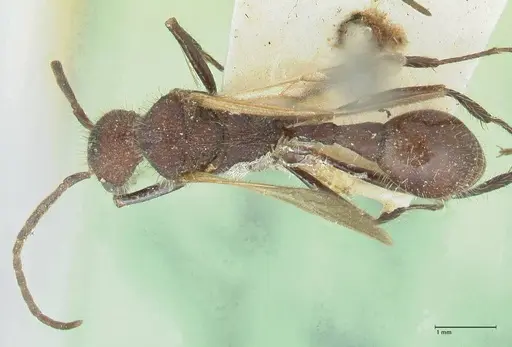 Pogonomyrmex mayri specimen FOCOL1216 image focol1216_1
