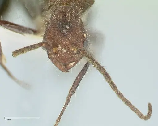 Pogonomyrmex mayri specimen FOCOL1216 image focol1216_2