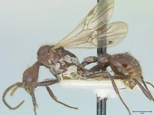 Pogonomyrmex mayri specimen FOCOL1216 image focol1216_3