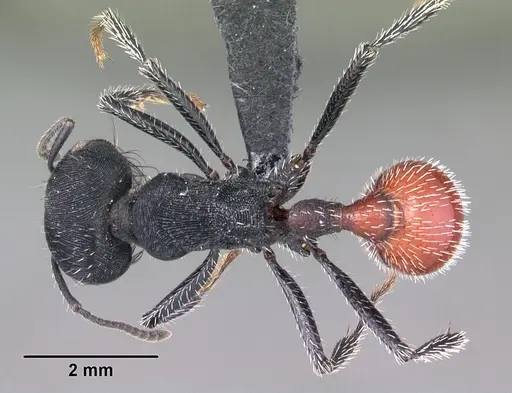 Pogonomyrmex mendozanus specimen CASENT0102692 image casent0102692_1