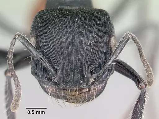 Pogonomyrmex mendozanus specimen CASENT0102692 image casent0102692_2