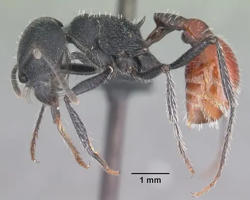 Pogonomyrmex mendozanus specimen CASENT0102692 image casent0102692_3